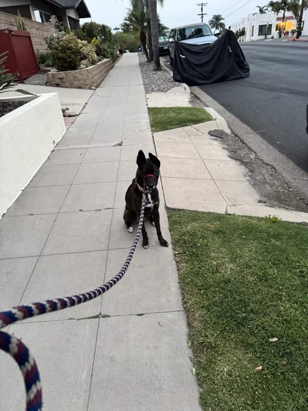 A picture of a black dog named Bowie sitting, taken on March 15 2026 at 6:47 am
